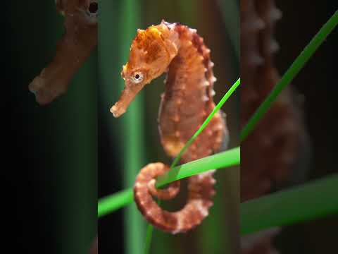 A seahorse’s tail isn’t just for balance—it’s a powerful gripping tool