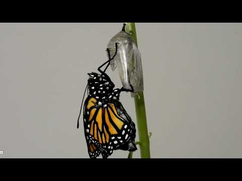 Monarch Butterfly Hatching March 6 2022