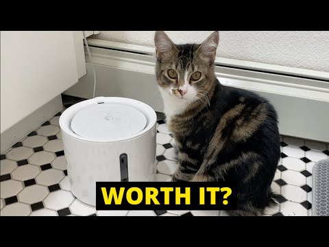 Petkit Eversweet Solo 2 Review: Best Cat Water Fountain 2023?