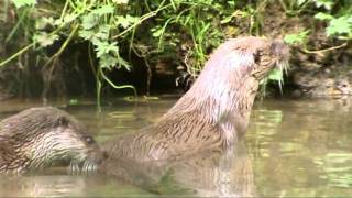 European Otter (Lutra lutra) ID