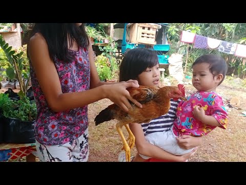 Meet Our Pet Name Vida🐓 Vlog By Rabanal Girls #siblings #supportlocal