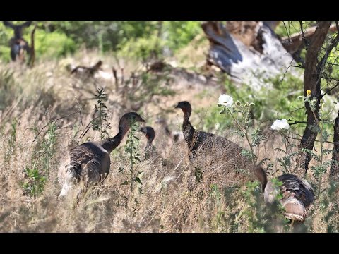 Hanging out with the Mom Mule Deer and Turkeys on Mothers Day afternoon....