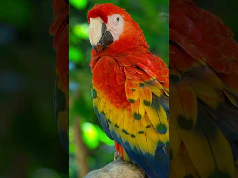 🦜 Scarlet Macaws Are Nature’s Flying Rainbows! 🌈✨