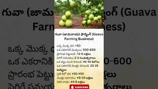 Business Ideas || Business startup ideas telugu ||Guava Farming Business#startupideas #businesstips