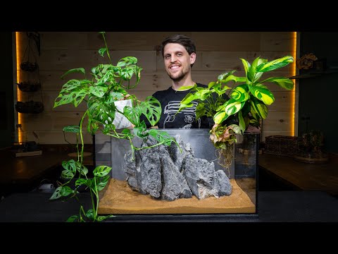 Definitive Guide to Growing Houseplants in an Aquarium