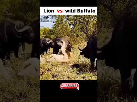 lion vs wild Buffalo 😳 #shortvideo #viral