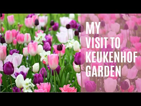 My visit in Keukenhof Garden