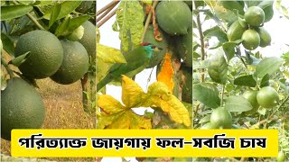 সিরাজগঞ্জে একই জায়গায় মাছ,ফল ও সবজি চাষে লাভবান হচ্ছে কৃষক। Raaz Agro