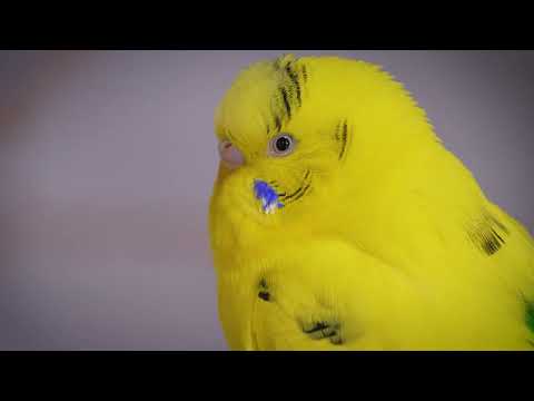 This Epic Piano Music Will Make Your Budgie Happy and Relaxed