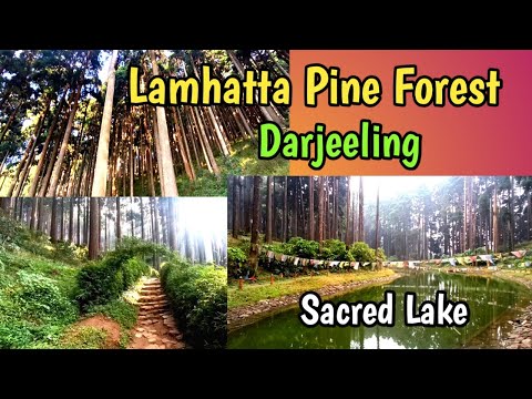 Lamhatta Pine Forest// Darjeeling// West Bengal//Part-4 // Lugun Vlogger