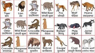 20 जंगली जानवरों के नाम, Animals Name, 20 Wild Animals Name in Hindi and English with Pictures