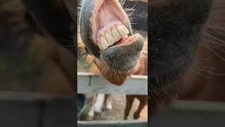 Ponies Smile ❤️ #homestead #equinetherapy #raisinggoats #goatmilksoap #farmlife