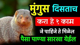 मुंगुस दिसताच हे संधी सोडू नका | हे एक उपाय करा #swamisamarth #viral