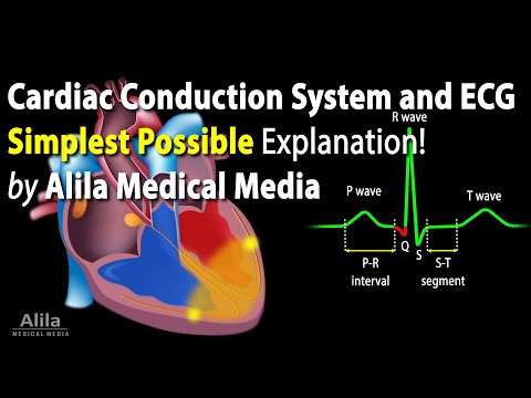 Cardiac Conduction System and Understanding ECG/EKG - Updated 2024, Animation