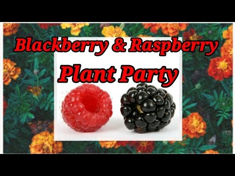 Blackberry and raspberry plant party #smallspacegarden