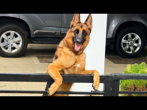 The funniest unexpected DOG MOMENTS on earth! 😁 NEW Funny Dog Videos 2024 🐶