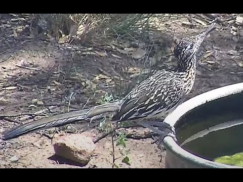 Roadrunner at water tank July 11 2024