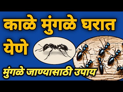 Kale Mungale Gharat Yene | काळे मुंगळे घरात येणे | काळे मुंगळे जाण्यासाठी उपाय | Kale Mungale Upay