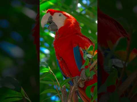 🦜 Scarlet Macaws Love Perching on Tall Branches! 🌳✨ #ScarletMacaw