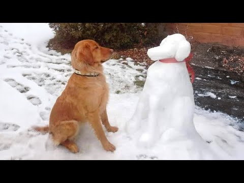 Funny Dogs Discovering Snow For the FIRST TIME! Funniest Dog Reaction