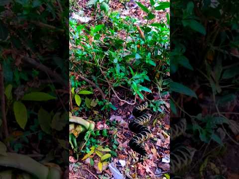 snake video #short #youtube #shorts