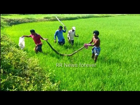 How to catch a snake ! ଅଜଗର ସାପକୁ କେମିତି ଧରାଯାଏ