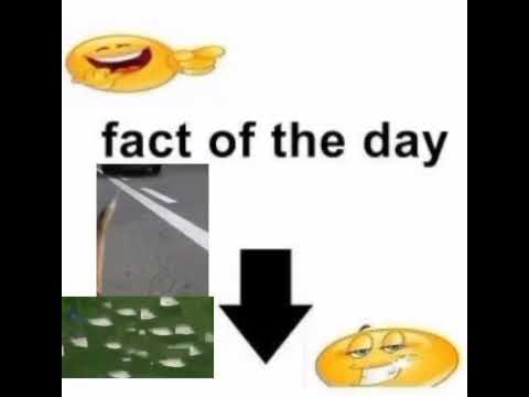 Fact of the day