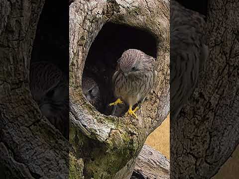 Rescue kestrels find their way to the wild 🦅