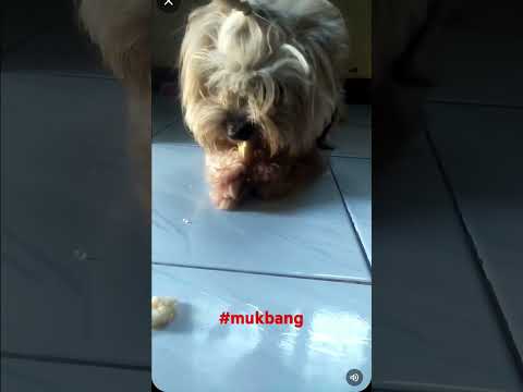 #mukbang #dog #doglover #doglover #babydoggie #pets #petowner #petlover