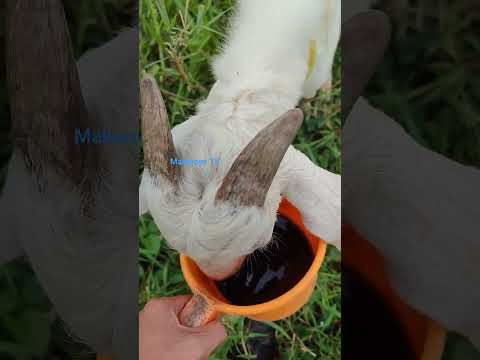 Goat drinking Molasses ASMR #ytshorts #ASMR #goatfarming