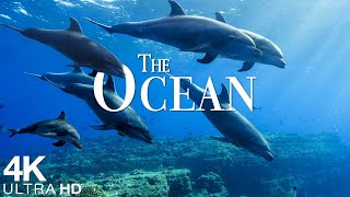 The Ocean 4K - Scenic Sea Wildlife Film With Calming Music - Sea Animals for Relaxation - 4K Video