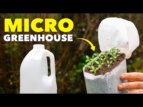 The Clever Reason Smart Gardeners Start Seeds in Milk Jugs