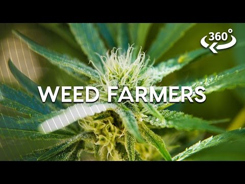 Weed Farming The California Way