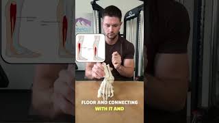 This Exercise Fixes Dysfunctional Feet Fast! #plantarfasciitis #gym #fitness #chronicpain