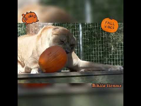 Lion vs Pumpkin