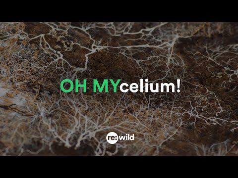 OH MYcelium!