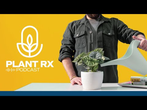 PlantRx Podcast from Costa Farms: Watering Xanthosoma, Pruning Monstera, and Growing Pothos Faster