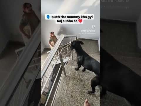 Pyar ki keemat kisne aada ki ❤️|#doglover #dog #shortvideo #shortsfeed