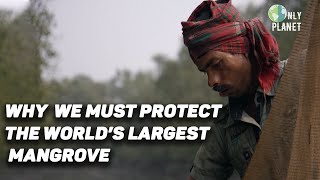 Sundarbans Mangrove: India's last green rampart | FULL DOCUMENTARY