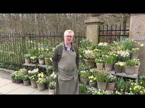 Spring is here - see daffodils and other spring bulbs in pots