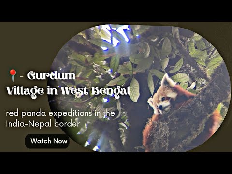 singalila Trek|  sandakphu Trek | Phalut Trek | Red panda expedition in the India - Nepal Border