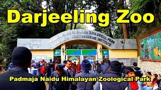 Darjeeling Zoo | Padmaja Naidu Himalayan Zoological Park