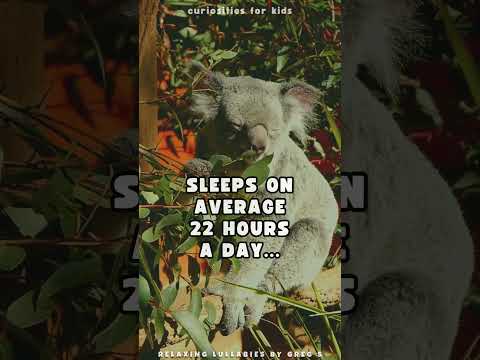 Did you know that Koala sleeps on average 22 hours a day?