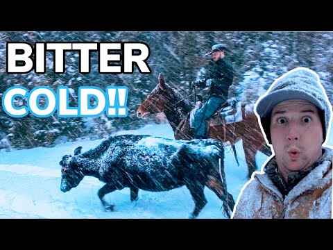 Saving Cattle From Blizzard! Vlog #35