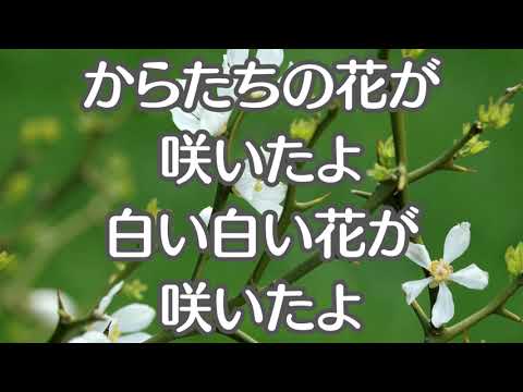 からたちの花　童謡