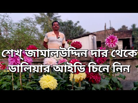 শেখ্ জামালউদ্দিন দার থেকে ডালিয়ার আইডি চিনে নিন|Dhalia plant ID|পুষ্পকাহন|