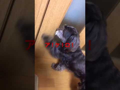 どうしてもドアを開けてほしい犬🐶🐾#ペット#ミックス犬#ここから#出たい