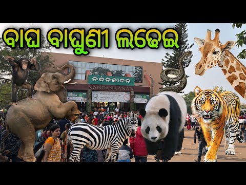 Nandankanan Zoological Park // 3rd Largest Zoo Of India 🇮🇳 // Bhubaneswar #nandankanan