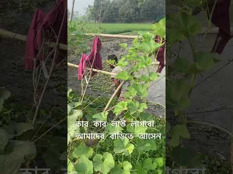 কার কার লাউ লাগবো আমাদের বাড়িতে আসেন