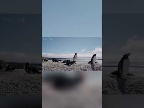 Penguins of the Falkland Islands